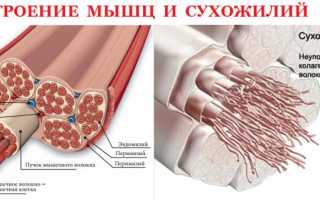 Как эффективно укрепить сухожилия и связки